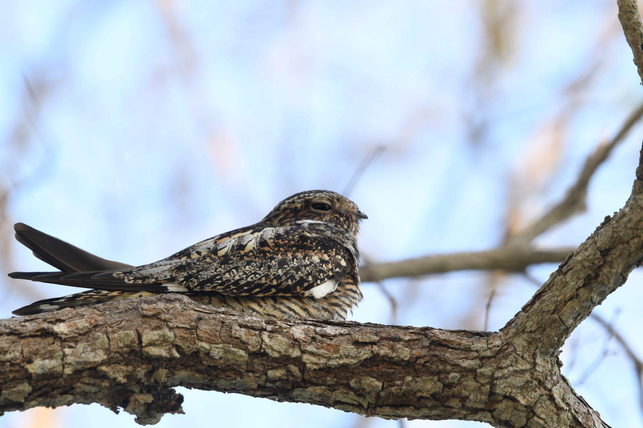 Antillean Nighthawk (Chordeiles gundlachii), photo 5