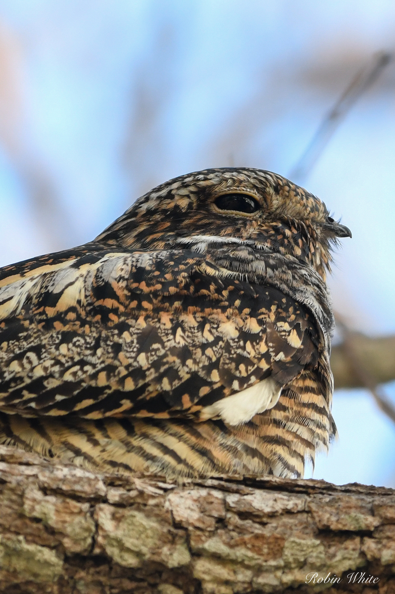 Antillean Nighthawk (Chordeiles gundlachii), photo 4