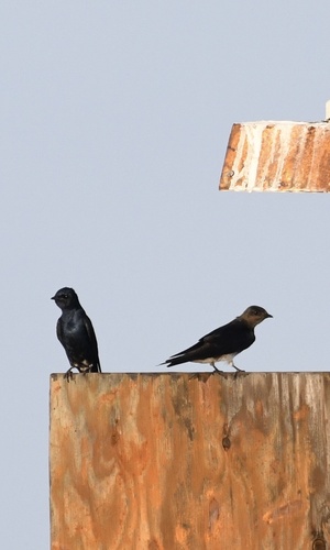 Cuban Martin (Progne cryptoleuca), photo 4