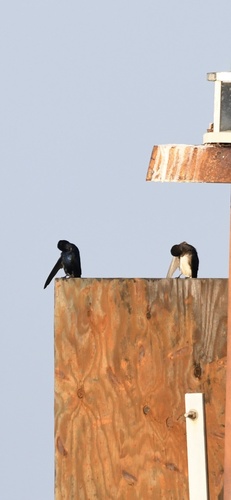 Cuban Martin (Progne cryptoleuca), photo 5