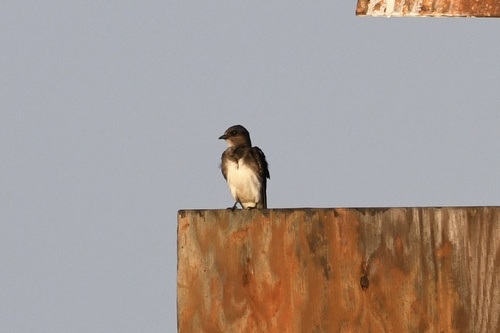 Cuban Martin (Progne cryptoleuca), photo 9