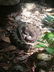 Crotalus ehecatl