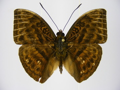 Bebearia oxione squalida