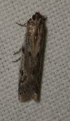 Phycitodes binaevella