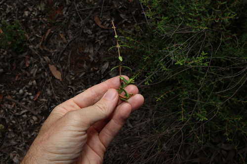 Image of Boronia glabra by (c) Greg Tasney, some rights reserved (CC BY-SA)