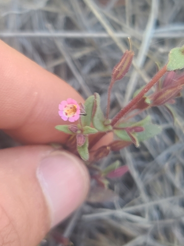 Image of Erythranthe rubella by no rights reserved