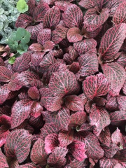 Fittonia