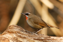 Siberian Rubythroat photo 4