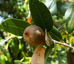 Heteroecus pacificus