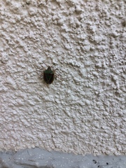 Acledra bichromocornis