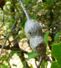 Andricus chrysolepidicola