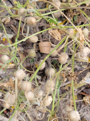 Roughpod Bladderpod (Paysonia lasiocarpa)