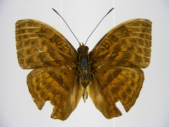Bebearia oxione squalida