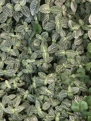 Fittonia