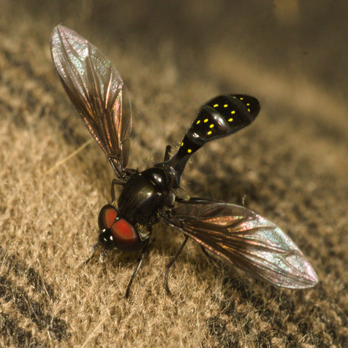 Pelecinobaccha adspersa