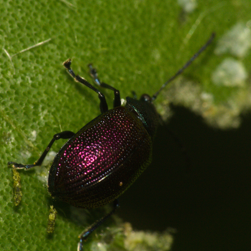 Freudeita cupripennis