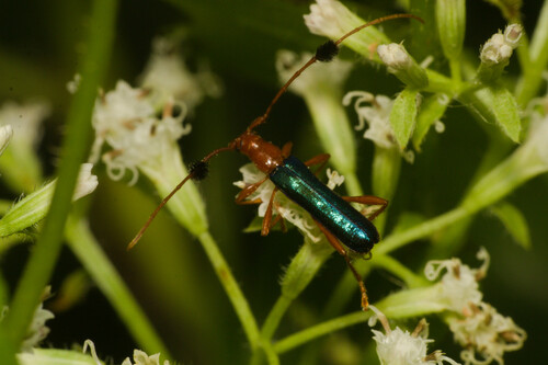 Paromoeocerus barbicornis