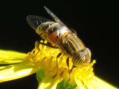 Eristalinus quinquelineatus