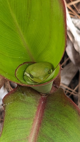 Green Treefrog photographed in Georgia