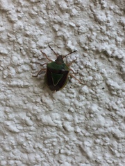 Acledra bichromocornis