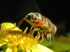 Eristalinus quinquelineatus