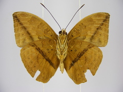 Bebearia oxione squalida