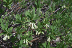 Lonicera caerulea cauriana