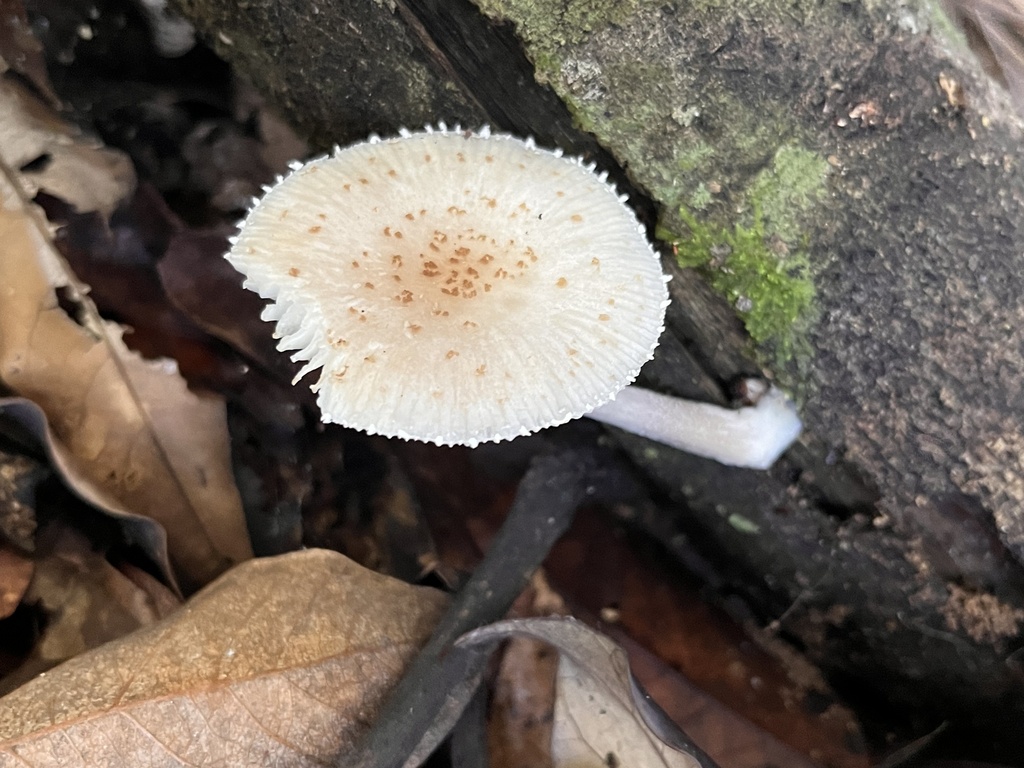 Oudemansiella cubensis · April 2024 · photo: © mariobarroso (iNaturalist, cc-by)
