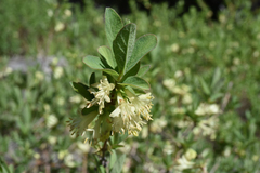 Lonicera caerulea cauriana