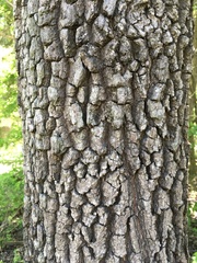 Diospyros virginiana