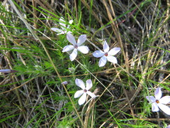 Phlox hoodii
