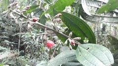 Meriania quintuplinervis