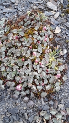 Nototriche obcuneata