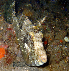 Pseudomonacanthus macrurus