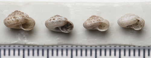European Snail
