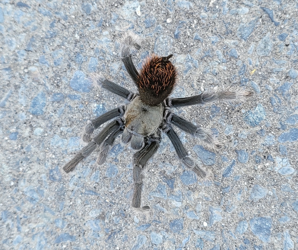 Johnny Cash Tarantula from California Hot Springs, CA 93207, USA on