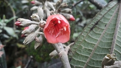 Meriania quintuplinervis