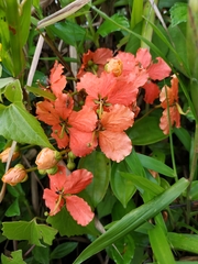 Bauhinieae