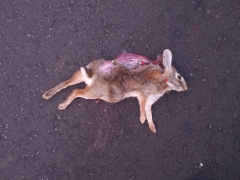 Sylvilagus cunicularius