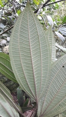 Meriania quintuplinervis