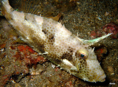 Pseudomonacanthus macrurus