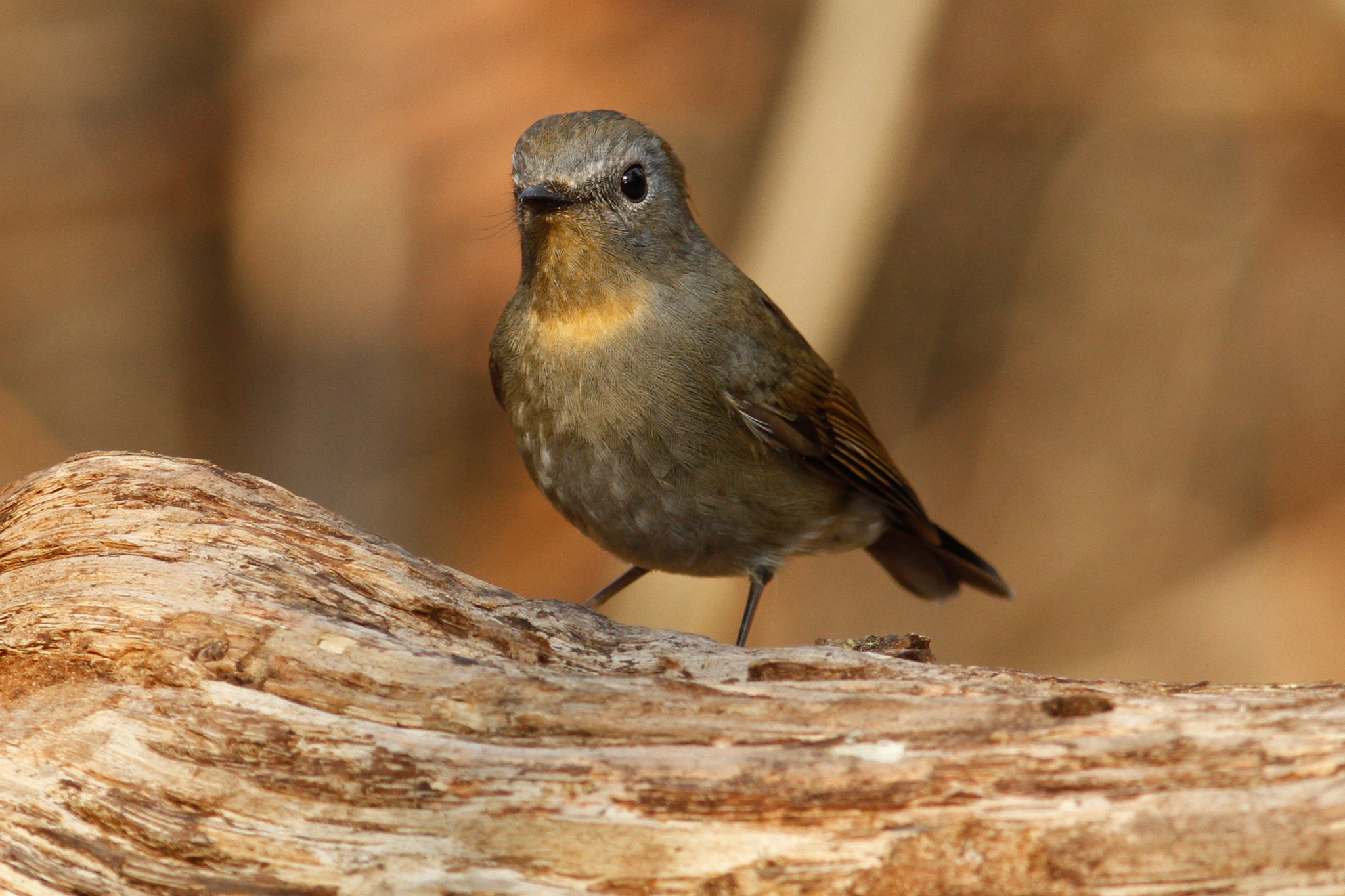 Slaty-blue Flycatcher