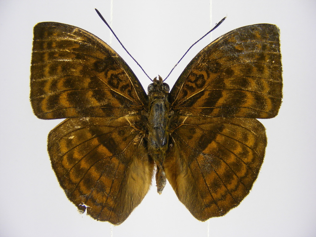 Banded Forester