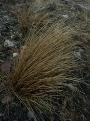Poa cita