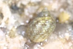Echinolittorina radiata