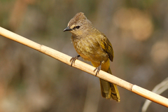 Pycnonotus flavescens