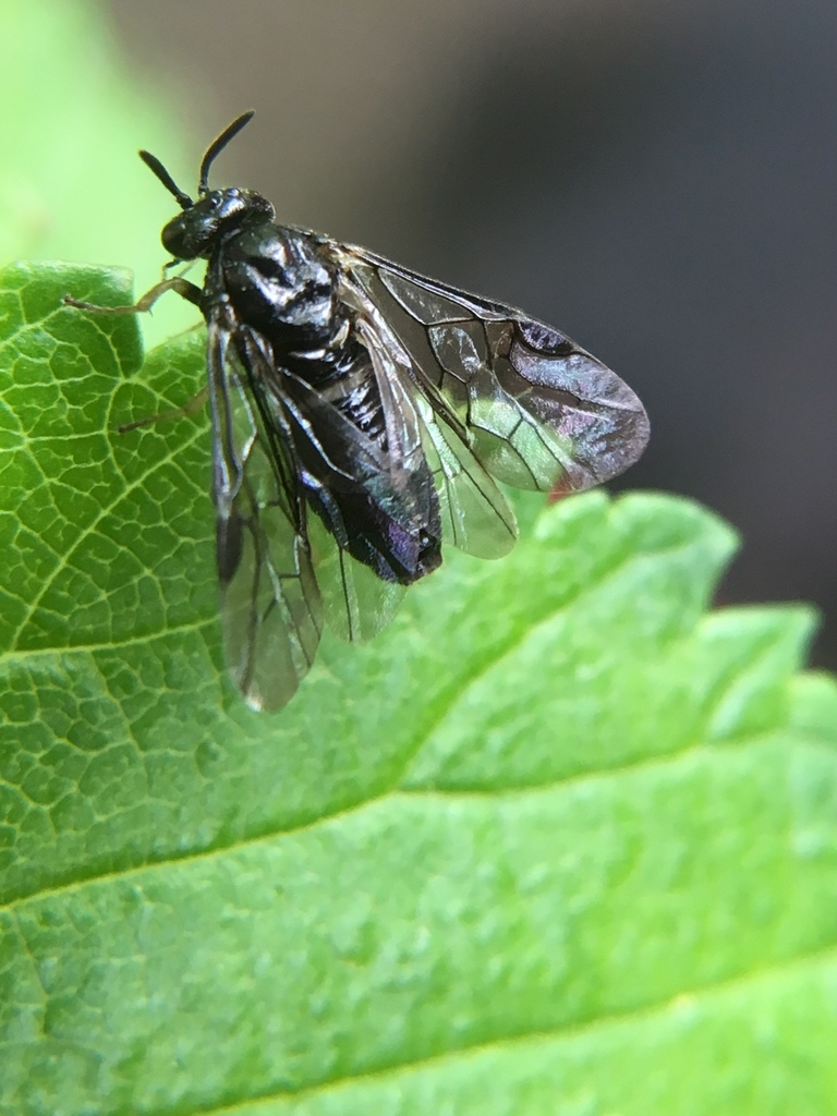Scizeau Insect Elm Zigzag Sawfly (Smokies Most Wanted) · iNaturalist