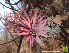 Tillandsia ionantha