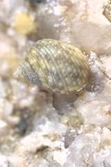 Echinolittorina radiata