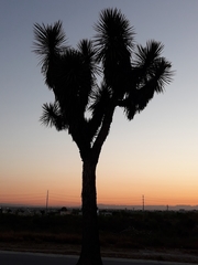 Yucca filifera